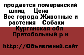 продается померанский шпиц  › Цена ­ 35 000 - Все города Животные и растения » Собаки   . Курганская обл.,Притобольный р-н